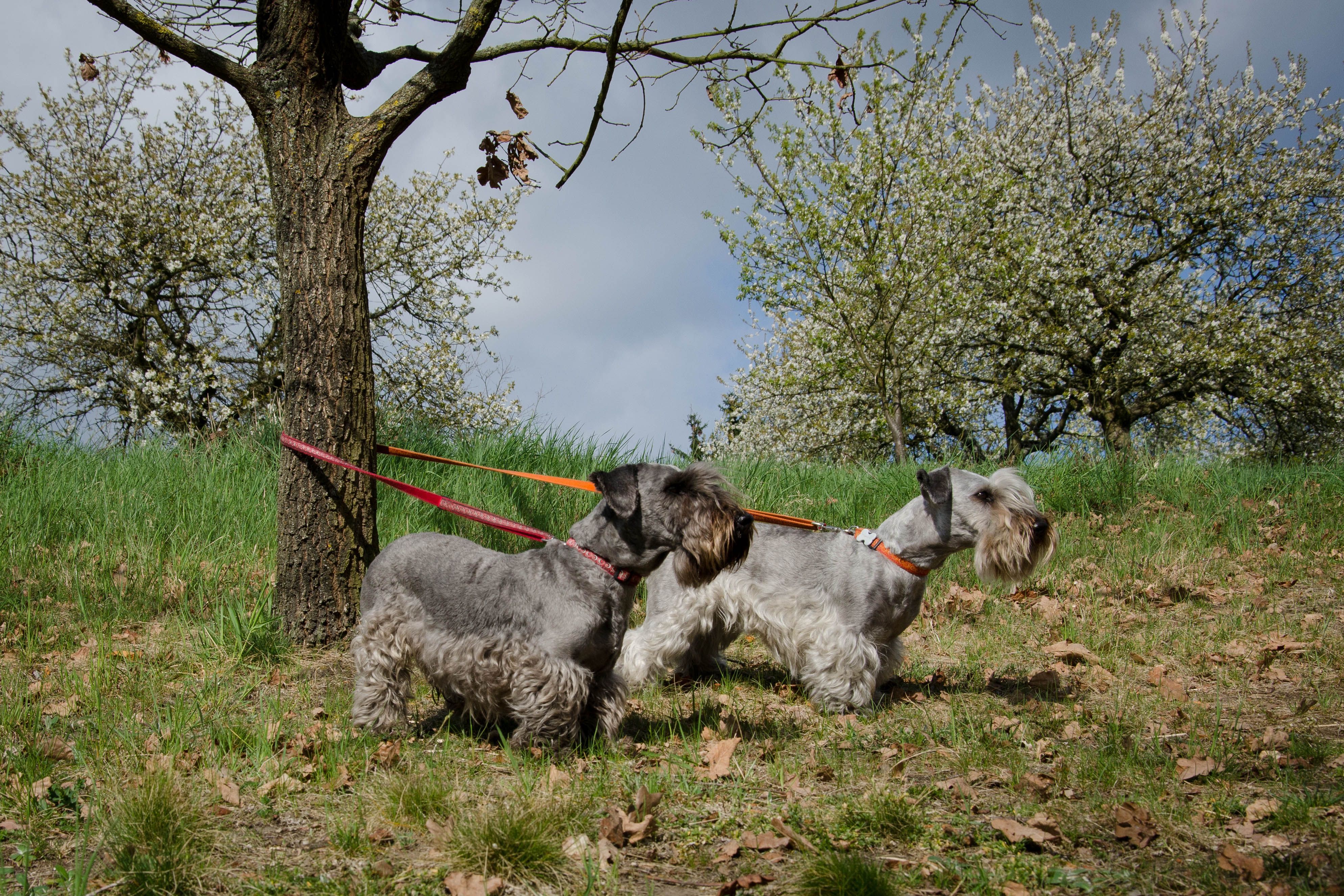 Bořík a Dina (4)