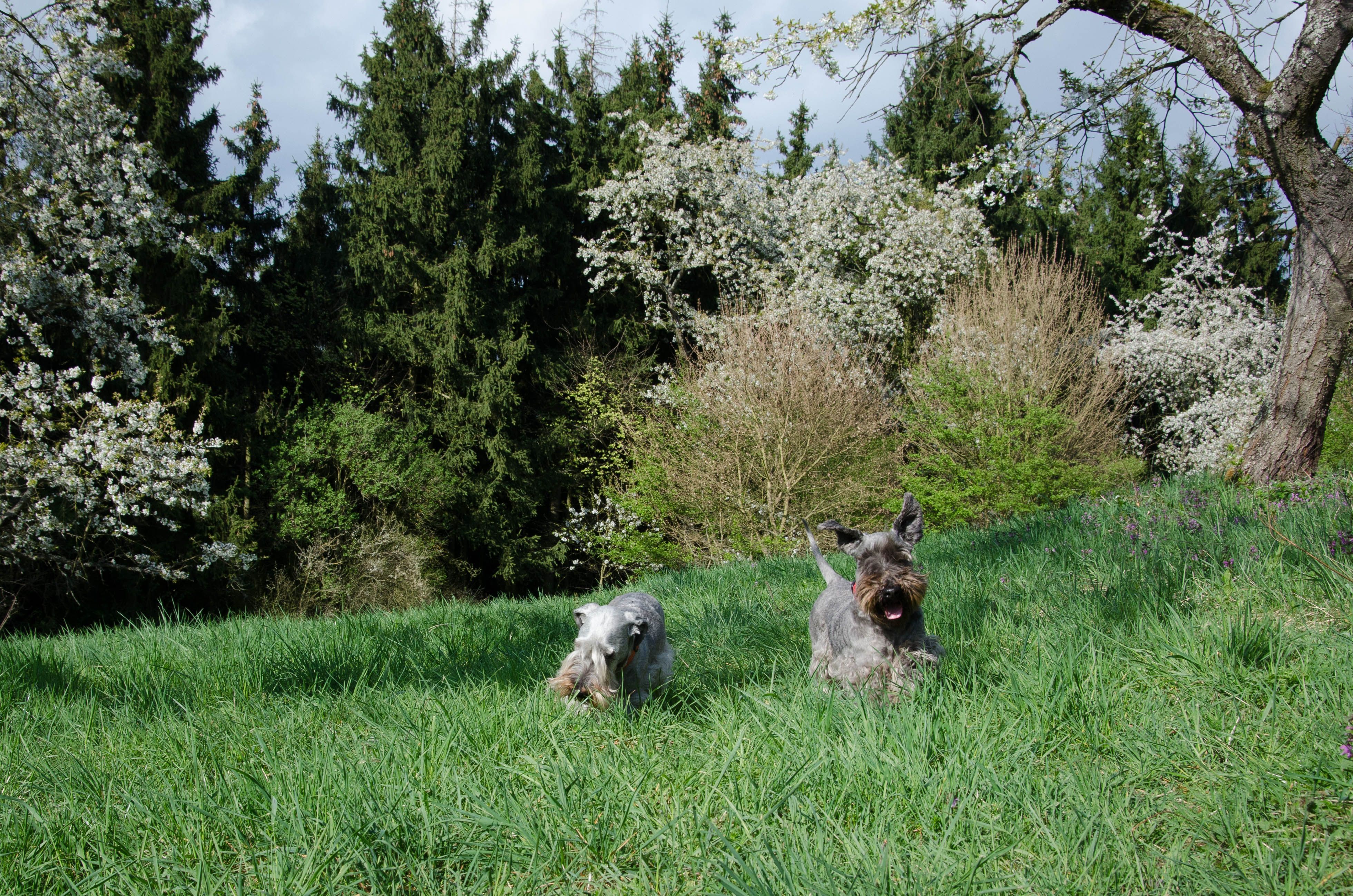 Bořík a Dina (6)